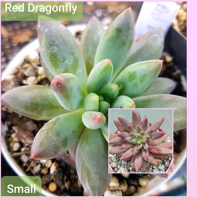 Echeveria Red Dragonfly