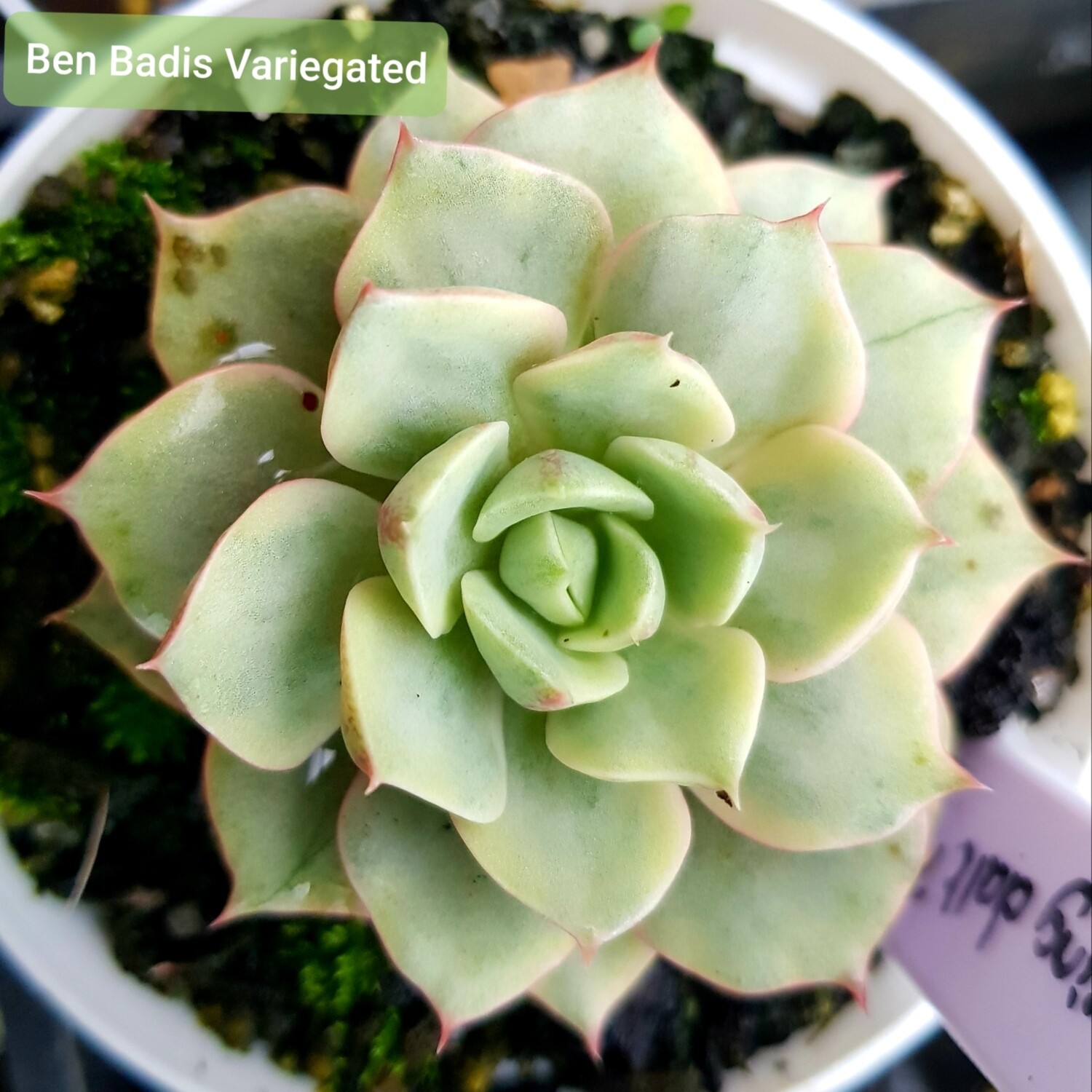 Echeveria Ben Badis Variegated