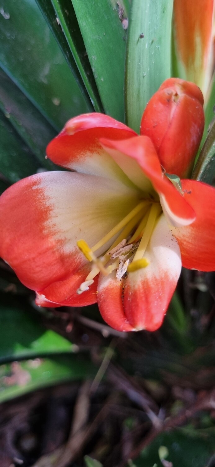 Clivia Miniata White bottom