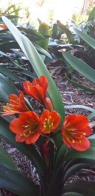 Clivia Miniata Bronze