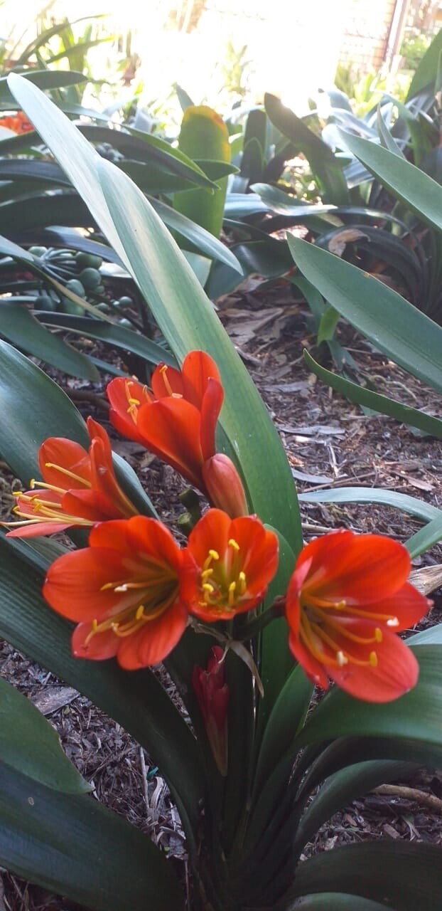 Clivia Miniata Bronze