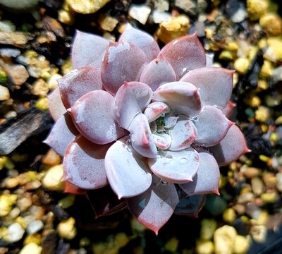 Pink Lulu