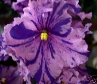 African Violet B-Man&#39;s Etna Starter Plant  (flowers unstable)