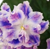 African Violet Playful Spectrum Starter Plant