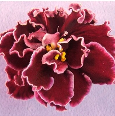 African Violet Powder Keg Starter Plant