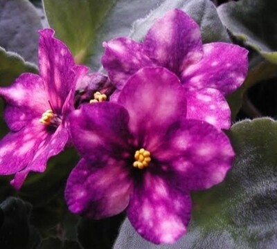 Phobos STARTER PLANT