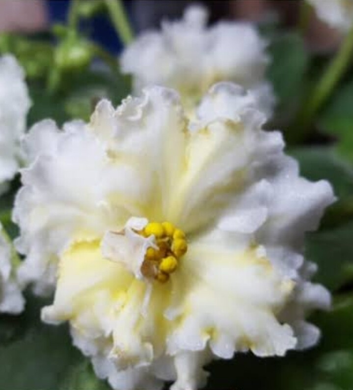 Lemon Whip Starter Plant