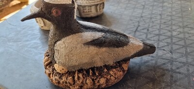 Animal. Kiwit