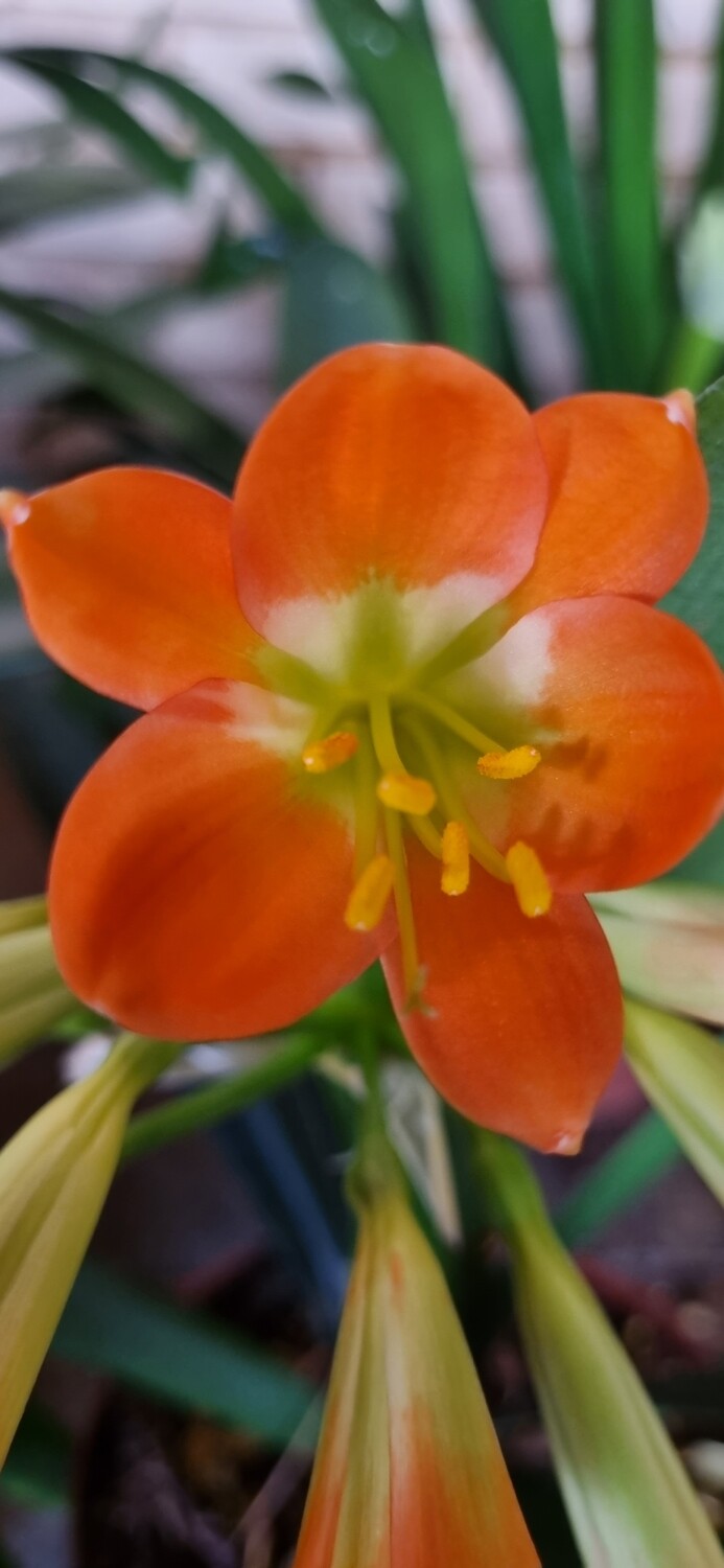 Clivia Green center