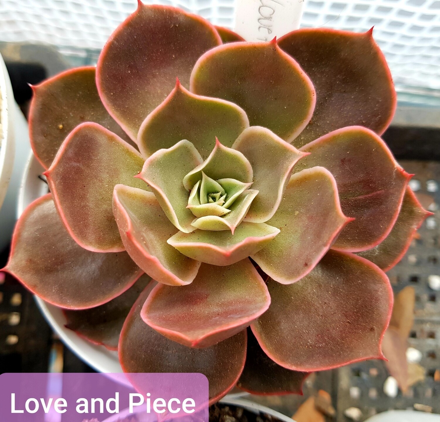 Echeveria Love and Peace Echeveria Love and Peace
