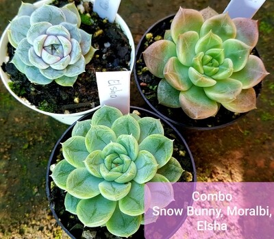 Echeveria Combo