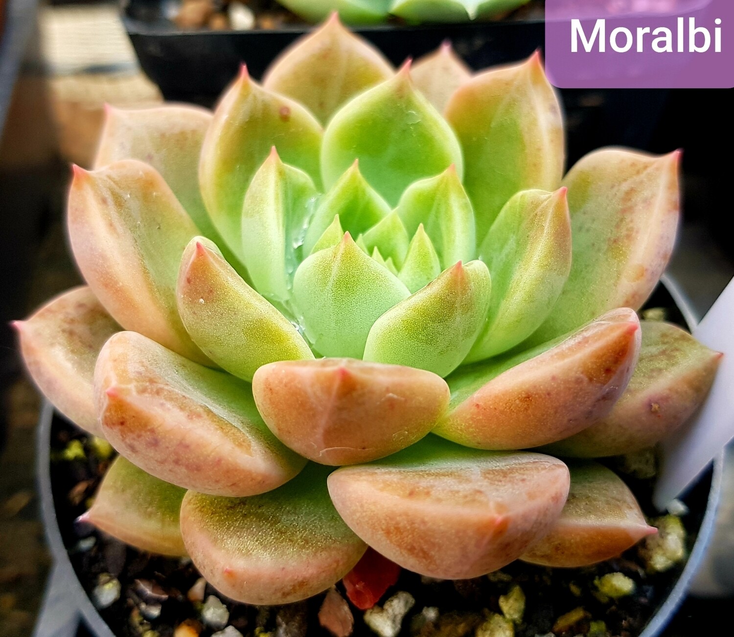 Echeveria Moralbi
