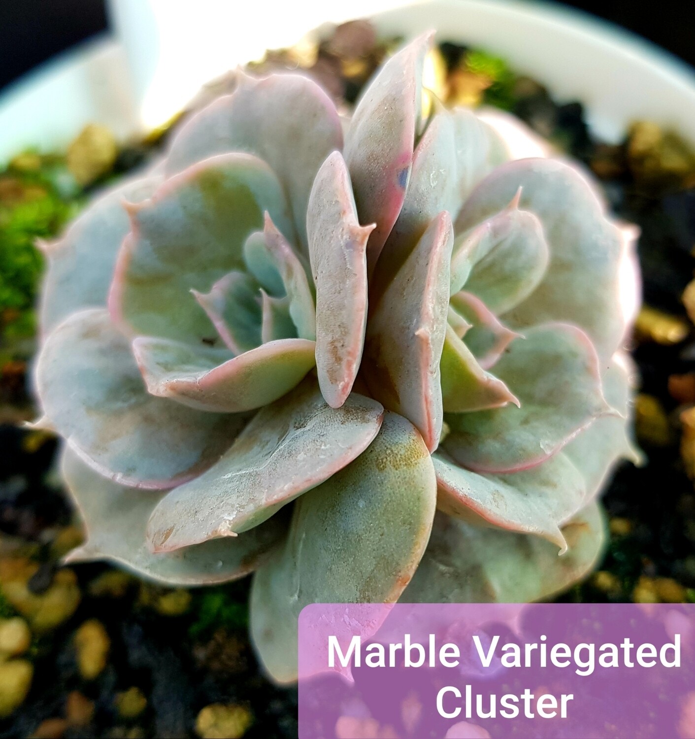 Echeveria Marble Mutated Cluster