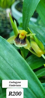 Coelogyne Fimbriata