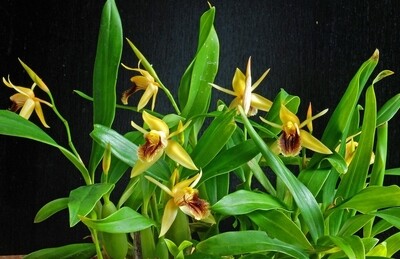 Coelogyne Fimbriata