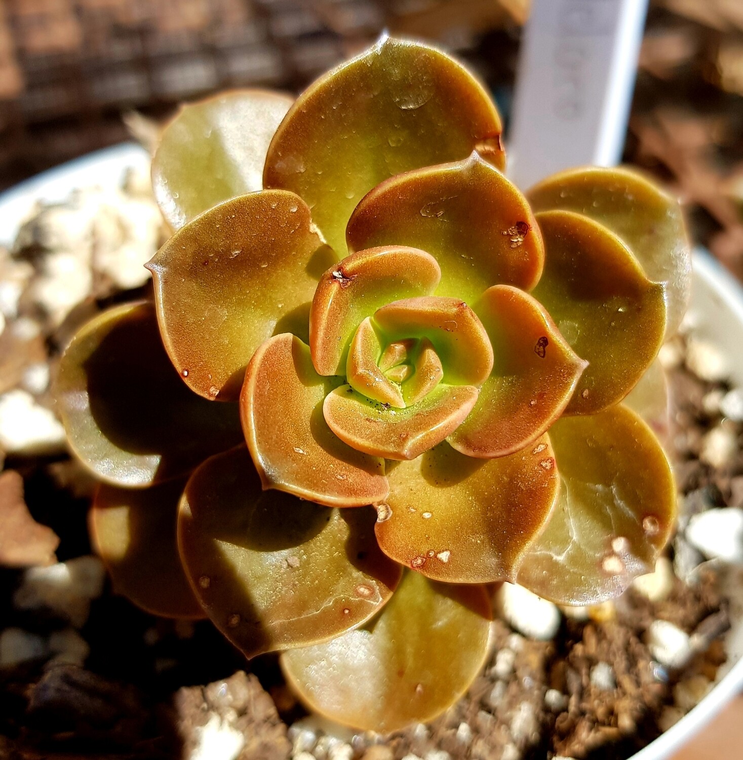 Echeveria Melaco Echeveria Melaco