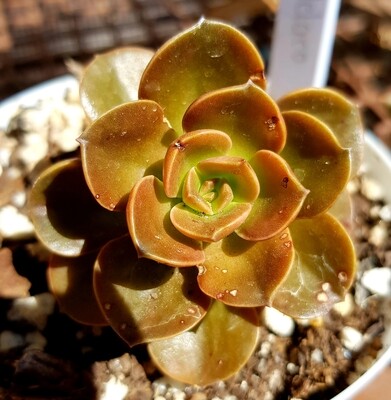 Echeveria Melaco Echeveria Melaco