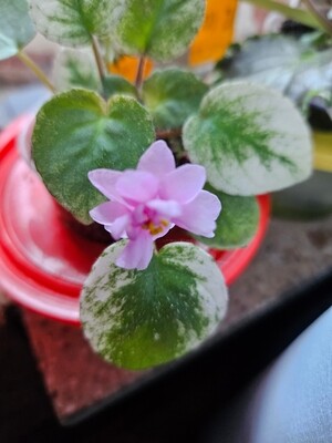 African Violet Ramblin Spots (Variegated Violet) Starter Plant African Violet Ramblin Spots (Variegated Violet) Starter Plant