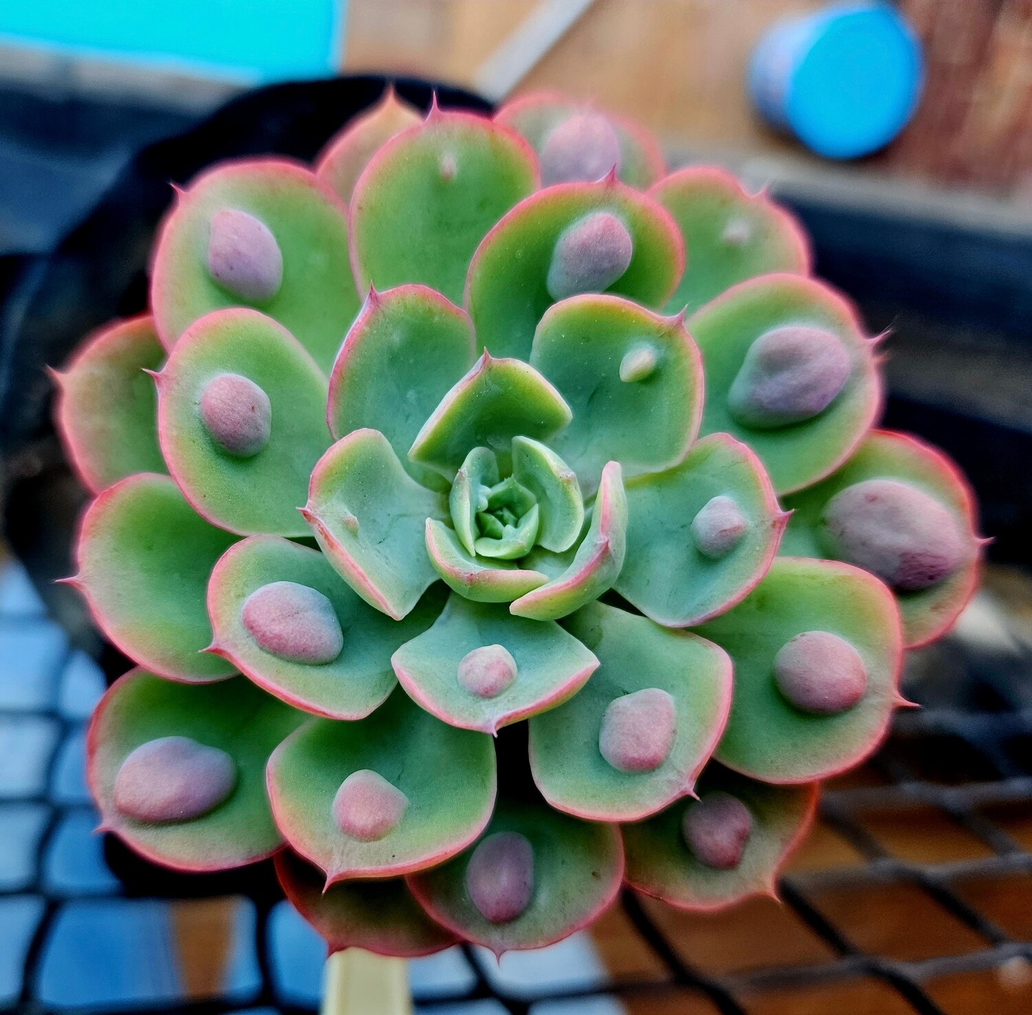 Echeveria Raindrops
