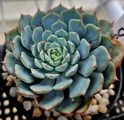 Echeveria Dami