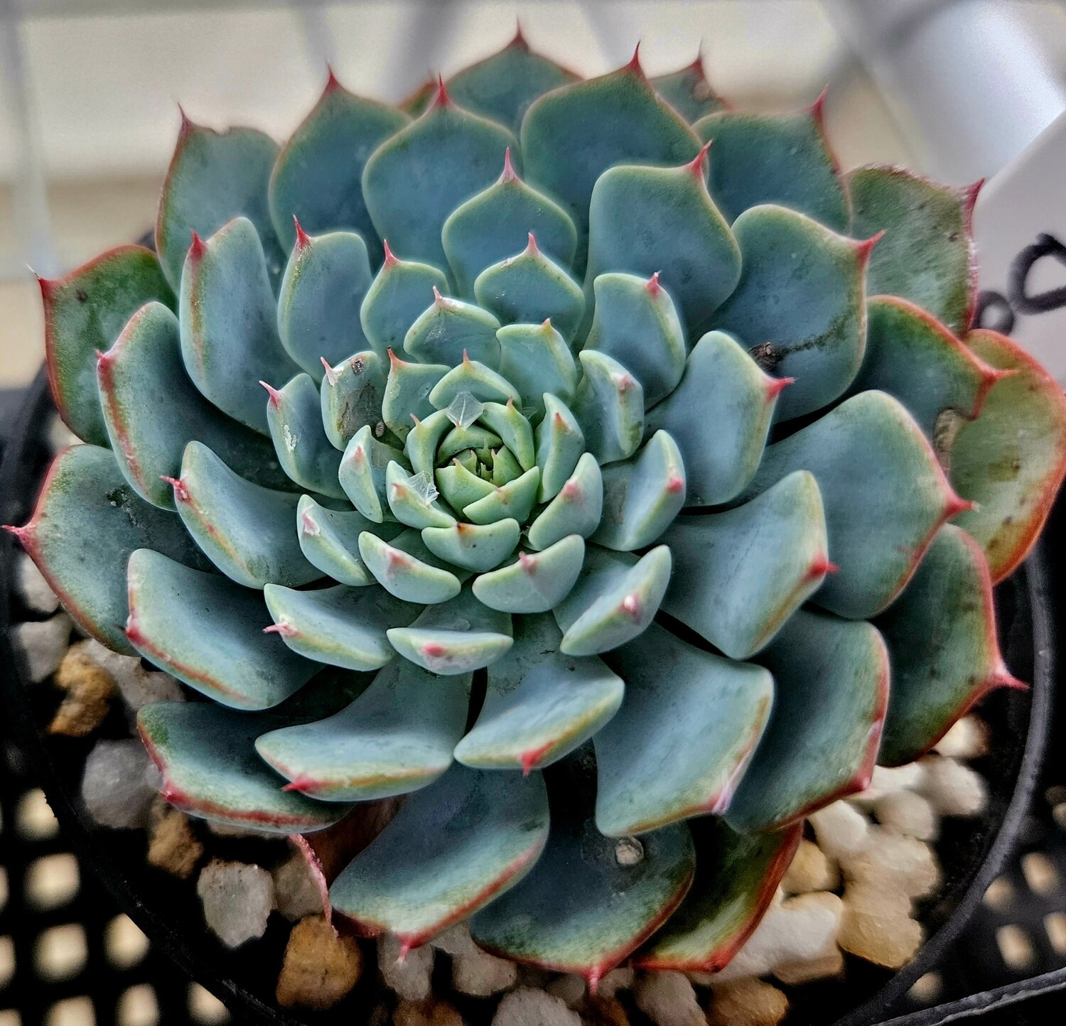 Echeveria Dami