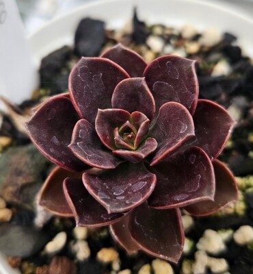 Echeveria Melaco