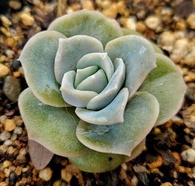 Graptoveria Lovely Rose