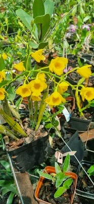 Dendrobium Crysotoxum