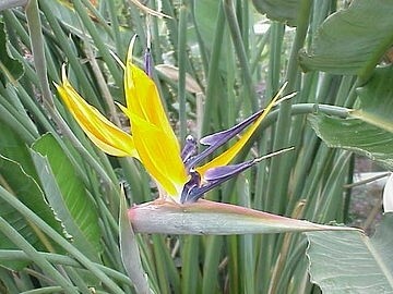 Strelitzia reginae Mandelas gold