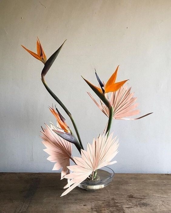 Strelitzia reginae