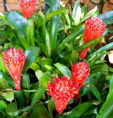 Billbergia pyramidalis