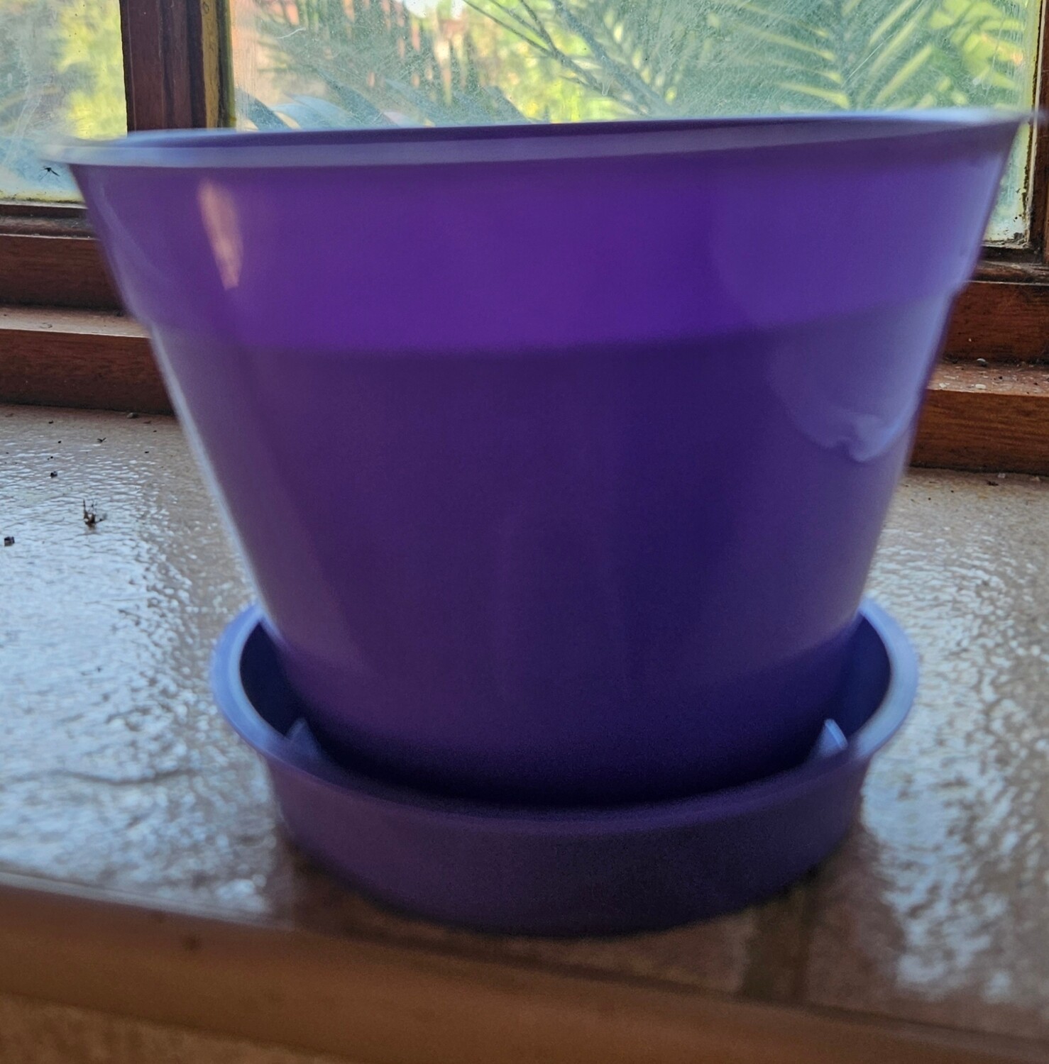 African Violet 10cm Pot Set Purple