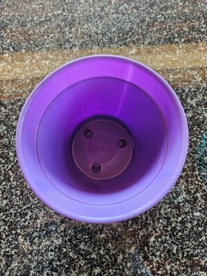 African Violet 10cm Pot Set Purple