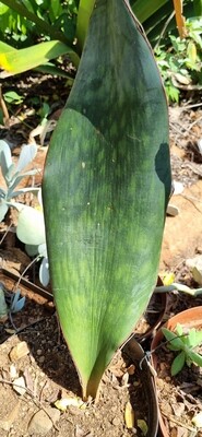 Sansevieria Whales fin Sansevieria Whales fin