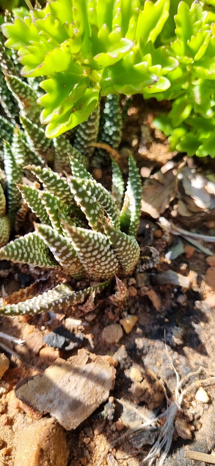 Haworthiopsis Attenuata var Clariperla