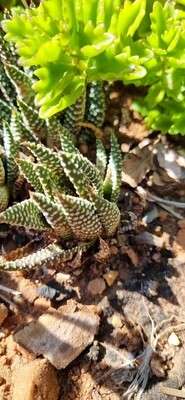 Haworthiopsis Attenuata var Clariperla
