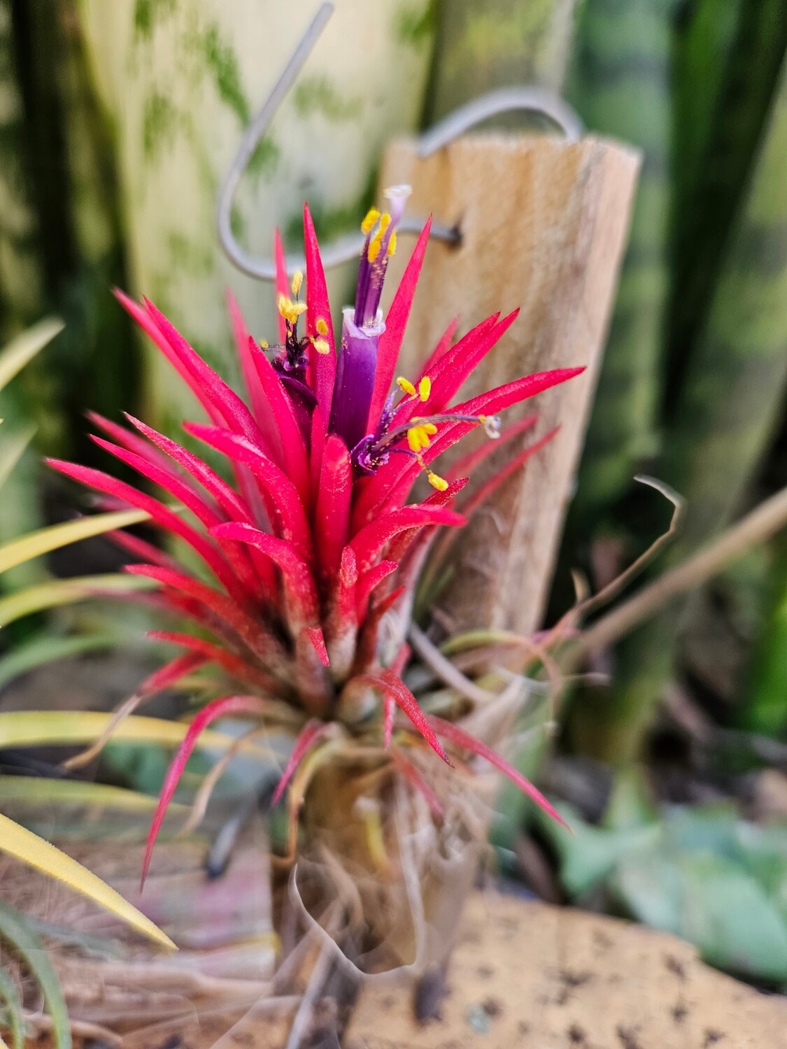 Tillandsia Ionantha Fuego