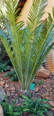 Encephalartos Hildebrand