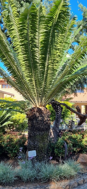 Encephalartos Transvenosus