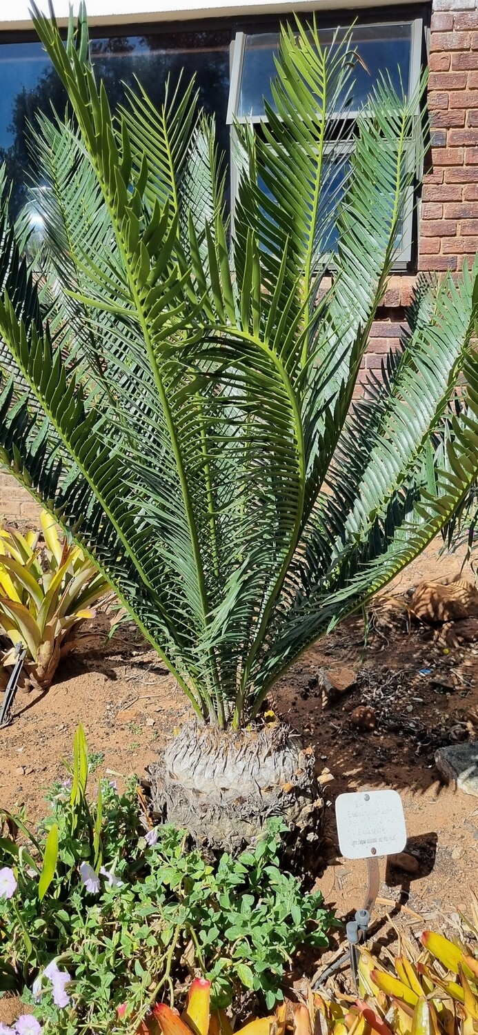 Encephalartos Lebomboensis Piet retief.