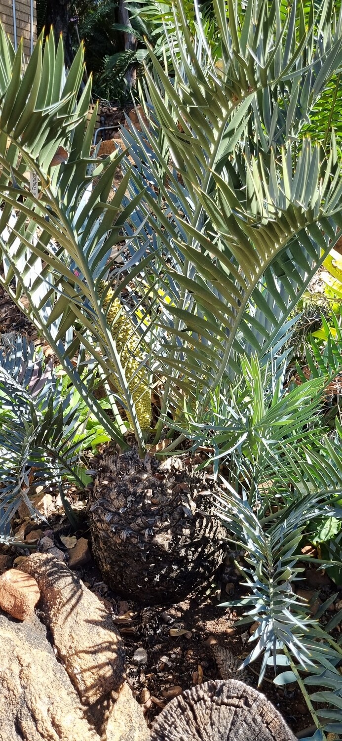 Encephalartos trispenosis