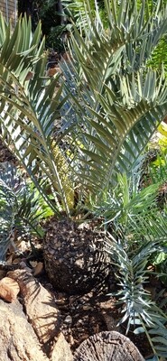Encephalartos trispenosis