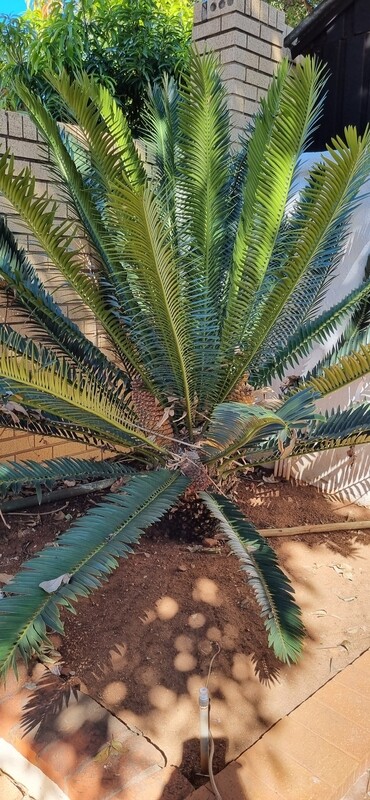 Encephalartos senticosus