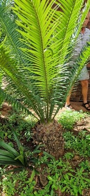 Encephalartos Natalensis