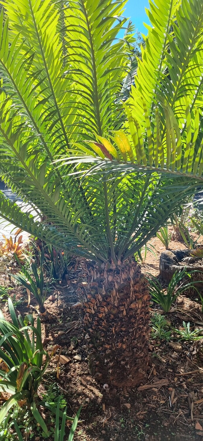 Encephalartos Altensteinii
