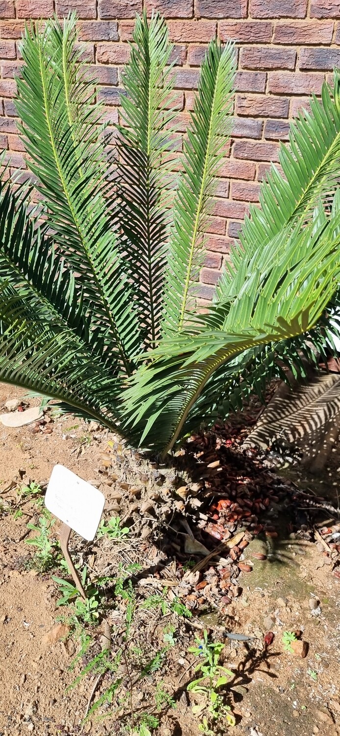 Encephalartos natalensis nr 2