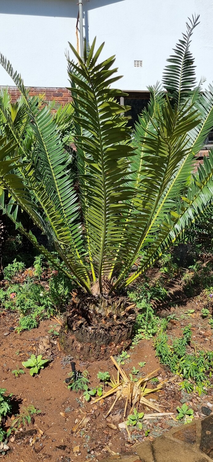 Encephalartos Manikensis