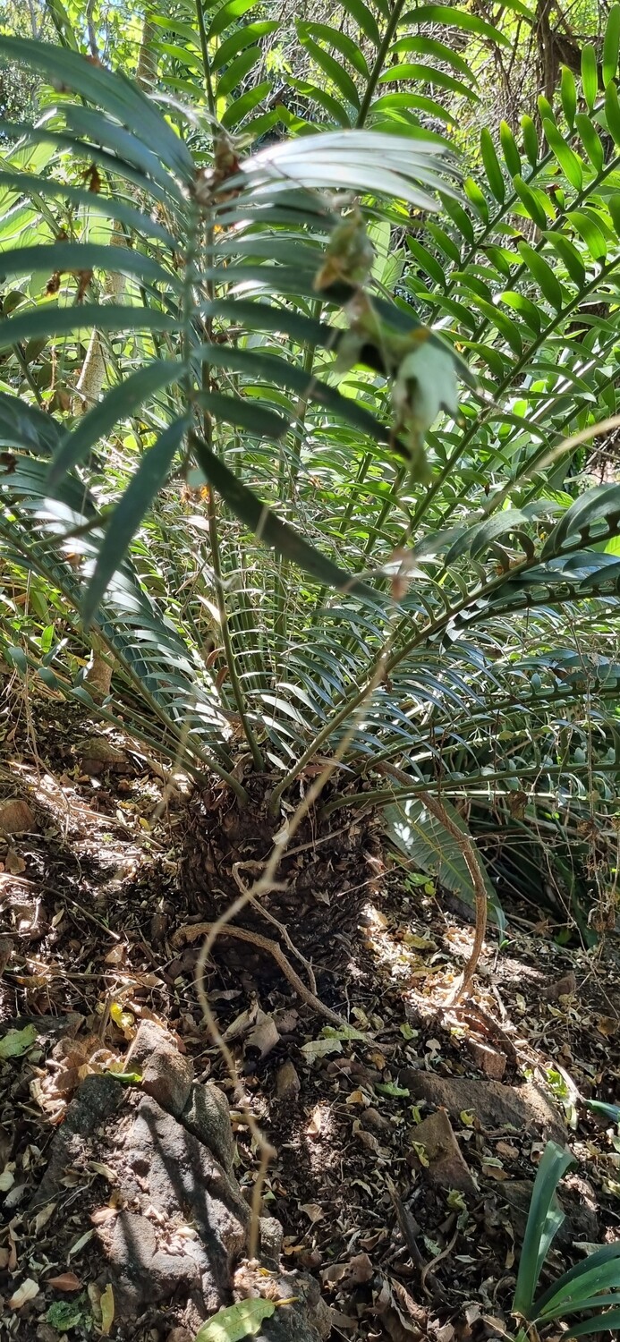 Encephalartos Chimanemaniensis