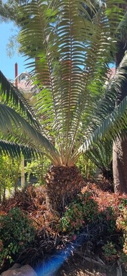 Encephalaryos paucidentatis