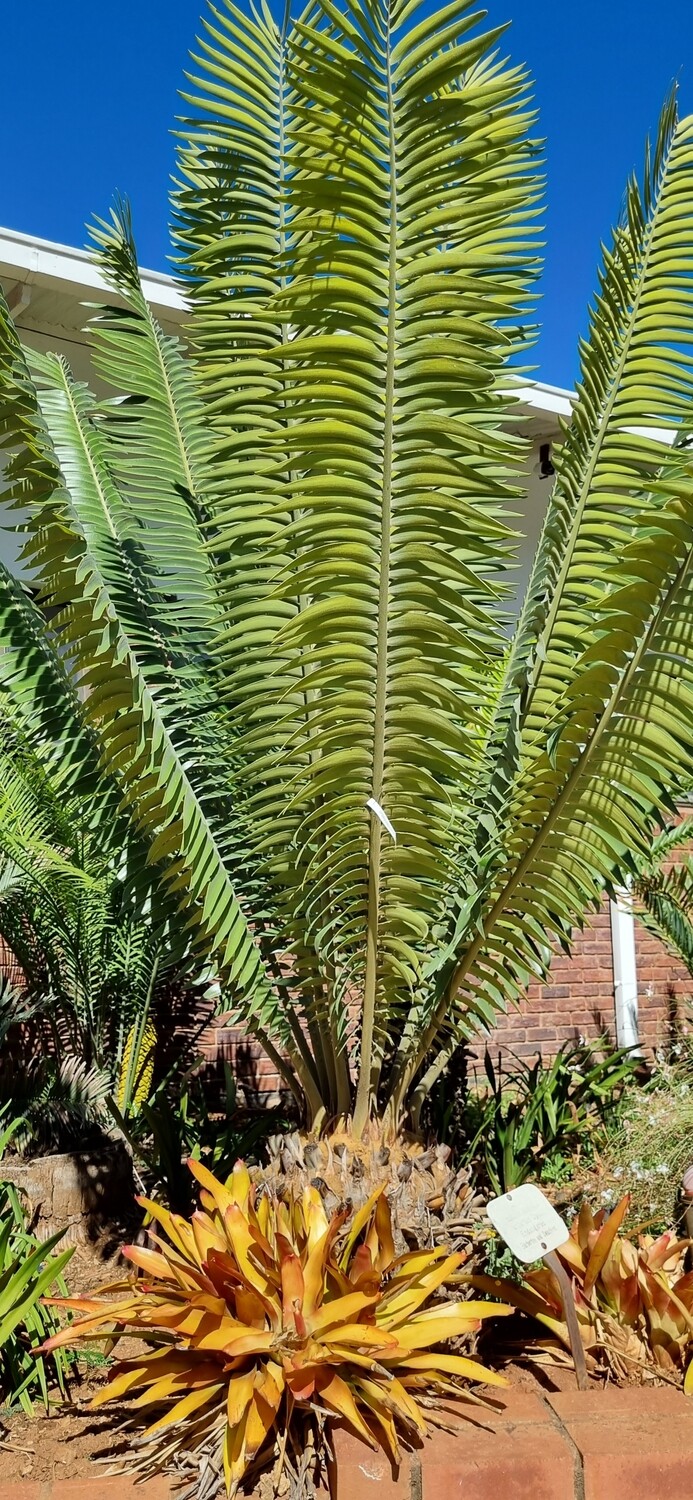 Encephalartos paucidentatis